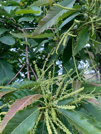 Edelkastanie (Castanea sativa)