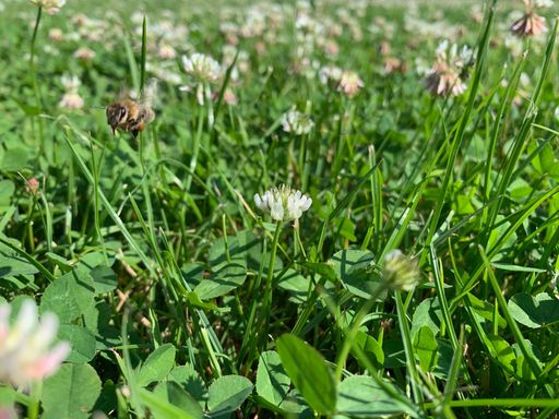 Weißklee (Trifolium repens)